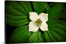 Close up Dwarf Dogwood flower in full bloom, Alaska