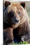 Close up of a Brown Bear, Alaska Wildlife Conservation Center, Southcentral Alaska