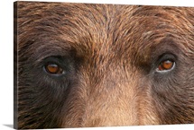 Close up of a female Brown bear's face at the Alaska Wildlife Conservation Center