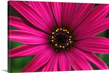 Close-Up Of Bright Purple Daisy With Yellow In Center