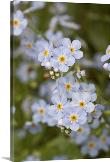 Close up of Forget Me Not Alaskas State Flower Girdwood Southcentral Alaska Summer