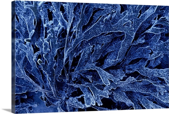 Close up of Frosted Kelp Plant, Alaska