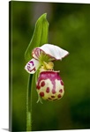 Close up of Lady Slipper in bloom at the Anchorage Botanical Garden