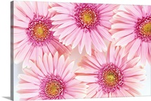 Close-Up Of Pink Daisies