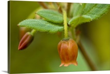 Close up view of Rusty Menziesia flowers on Squire Island in Prince William Sound