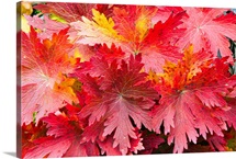 Closeup detail of autumn foliage Kodiak Island Southwest Alaska