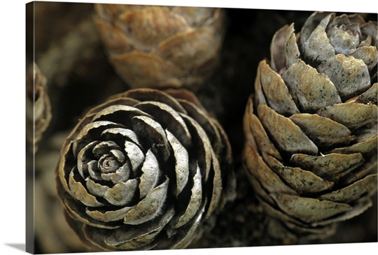 Closeup of Weathered Black Spruce Cones, Brooks Range, Marion Creek