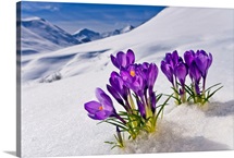 Crocus flower peeking up through the snow. Spring. Southcentral Alaska
