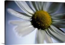Daisy Face