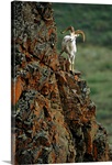 Dall Sheep Rams Perched On Rock Ledge, Denali National Park, Alaska