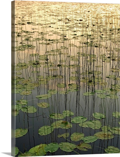 Deadman Lilies