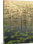 Deadman Lilies