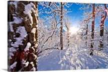 Detail of snow covered cotttonwoods during winter in Arctic Valley, Alaska