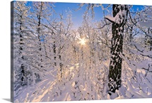 Detail of snow covered cotttonwoods during winter in Arctic Valley, Alaska