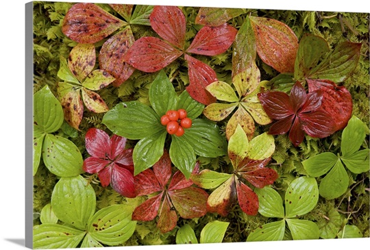 Dwarf Dogwood growing from a bed of dense mosses, Tongass National Forest, Alaska