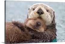 Female Sea otter holding newborn pup out of water, Prince William Sound