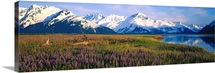 Field Of Lupine Flowers Along Turnagain Arm, Southcentral, Alaska