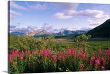 Fireweed Alaska Range Denali