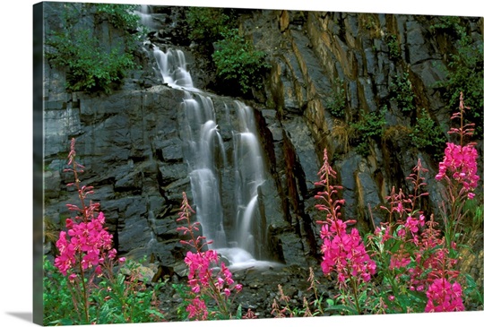 Fireweed in Bloom near Waterfall Turnagain Pass AK KP Summer