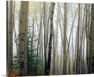 Foggy Aspen Forest Near Ester, Interior, Alaska