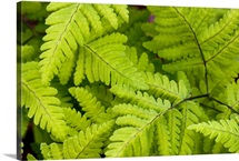 Forest Ferns