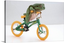 Frog On A Bicycle
