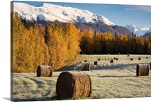 Frost clings to bails of hay in a field near Palmer, Alaska on an early Autumn morning