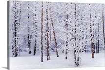 Frosty Cottonwoods
