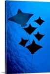 Galapagos, Six Spotted Eagle Rays (Aetobatus Narinari)