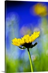 Gazania, Beautiful Yellow Blossom