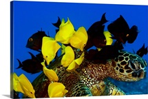 Goldring Surgeonfish And Yellow Tangs Cleaning Algae From Shell Of A Green Sea Turtle