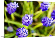 Grape Hyacinths, View From Above Of Purple Flowers
