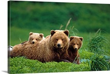 Grizzly bear mother and cubs lay in field