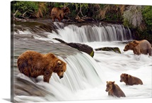 Grizzly bears fish at Brooks Falls in Katmai National Park, Alaska