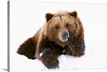 Grizzly resting head on paw while laying in snow