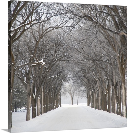 Grove Of Trees In Winter Fog, Assiniboine Park, Winnipeg, Manitoba, Canada Photo Canvas Print