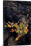 Hawaii, Big Island, Ohi'a Lehua Tree Growing On Pahoehoe Lava Flow