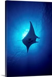 Hawaii, Common Manta Ray (Manta Alfredi)