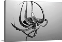 Hawaii, Day Octopus (Octopus Cyanea) In Ocean Water