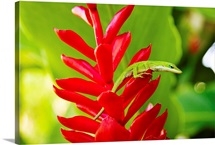 Hawaii, Green Anole Lizard On Red Ginger Plant