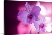 Hawaii, Kauai, White Orchid With Pink Lighting