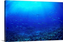 Hawaii, Mackerel Scad, Opelu (Decapterus Macarellus) School In Blue Ocean