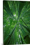 Hawaii, Maui, Bamboo Forest