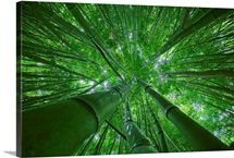 Hawaii, Maui, Bamboo Forest