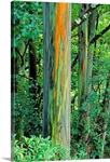 Hawaii, Maui, Hana, Rainbow Eucalyptus Tree Trunk