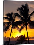 Hawaii, Maui, Kapalua, Palm Trees At Sunset