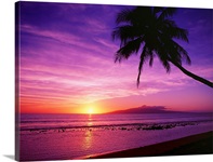 Hawaii, Maui, Olowalu, Palm Tree Silhouette At Sunset, Lanai In The Distance