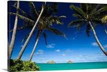 Hawaii, Oahu, Lanikai, Palm Tree Over Turquoise Ocean, Na Mokulua In The Distance