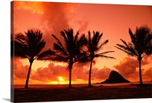 Hawaii, Oahu, Sunrise At Chinaman's Hat, Palms Silhouetted