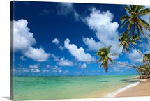 Hawaii, Palm Tree Leaning Over Beach